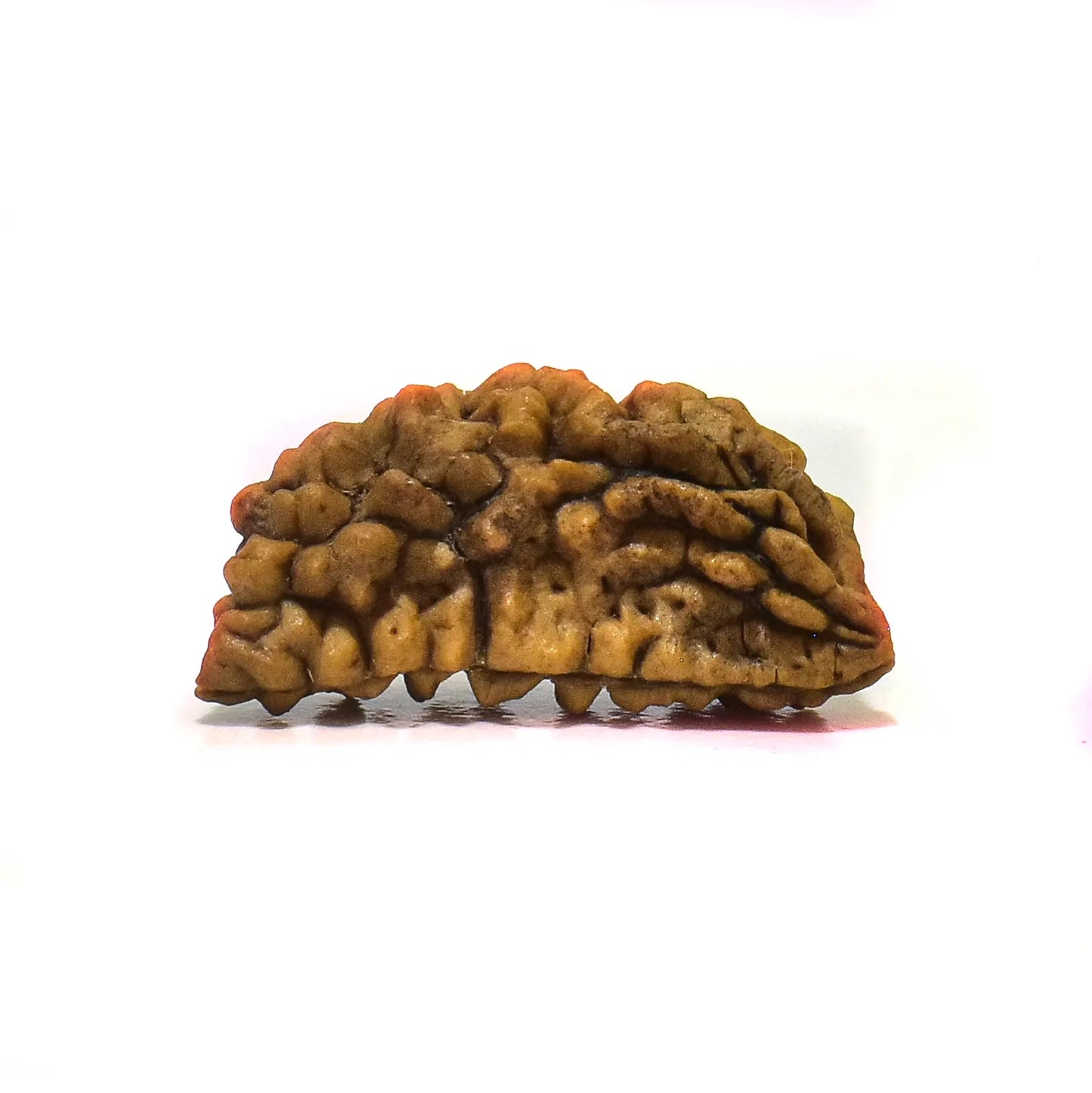 1 mukhi Rudraksha