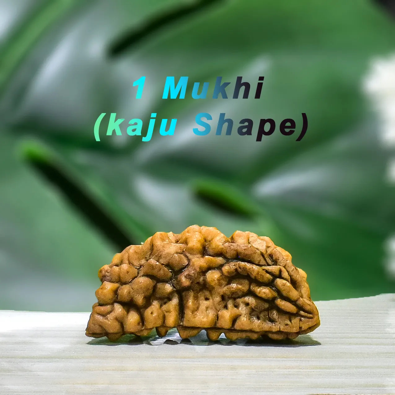 1 mukhi Rudraksha