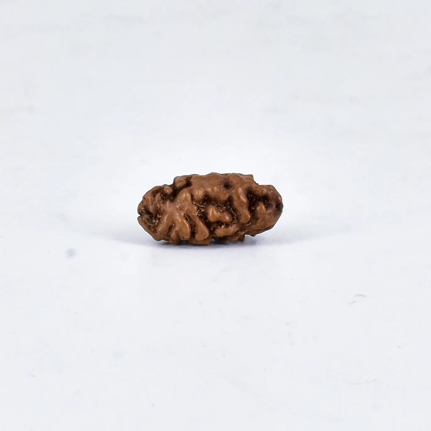 1 Mukhi Rudraksha / One Face  Rudraksha with Certificate( Note: (A), B, C , AA, AAA and premium also available. Price may vary... Indonesia...Nepal..