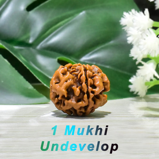 1 mukhi undevelop