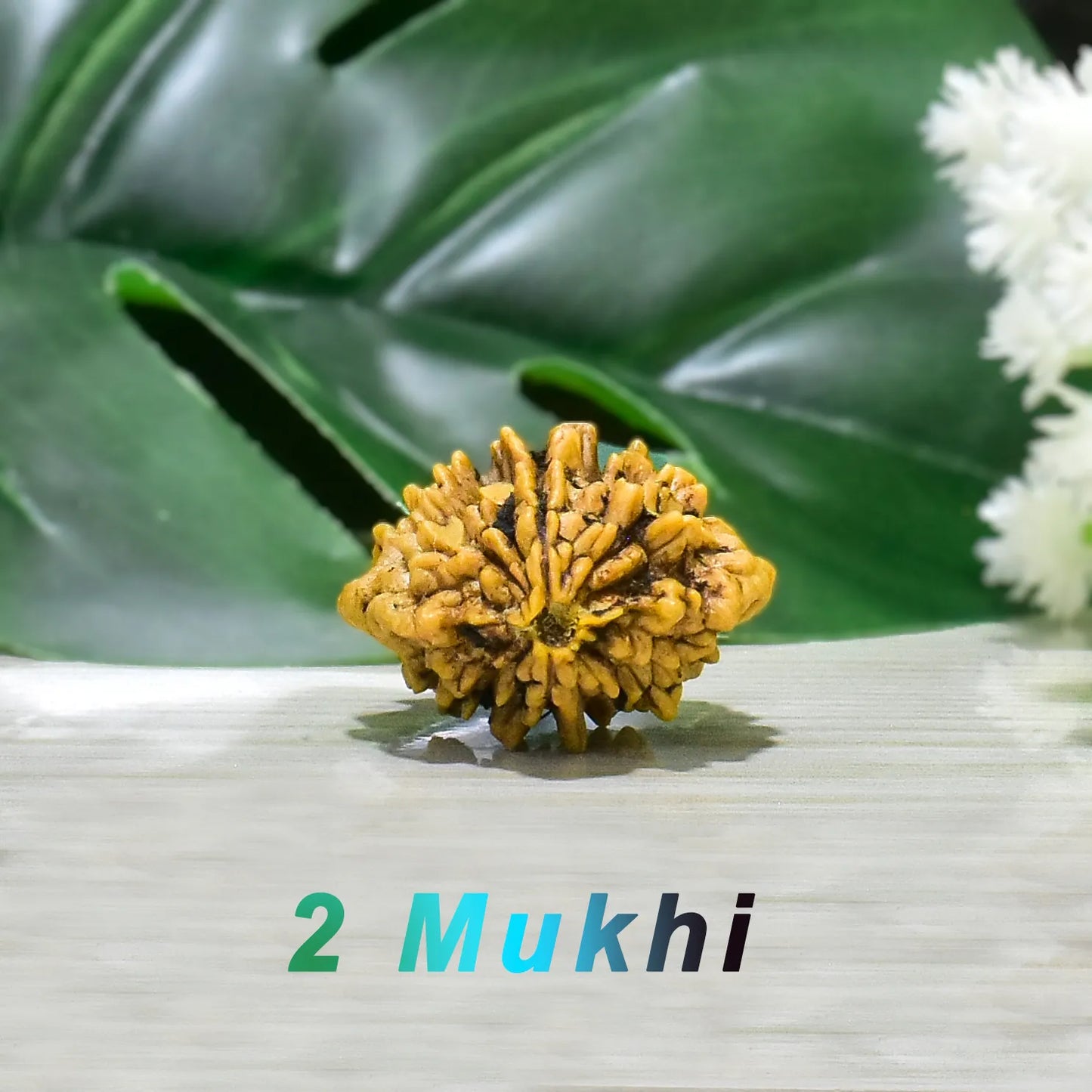 2 MUKHI RUDRAKSHA