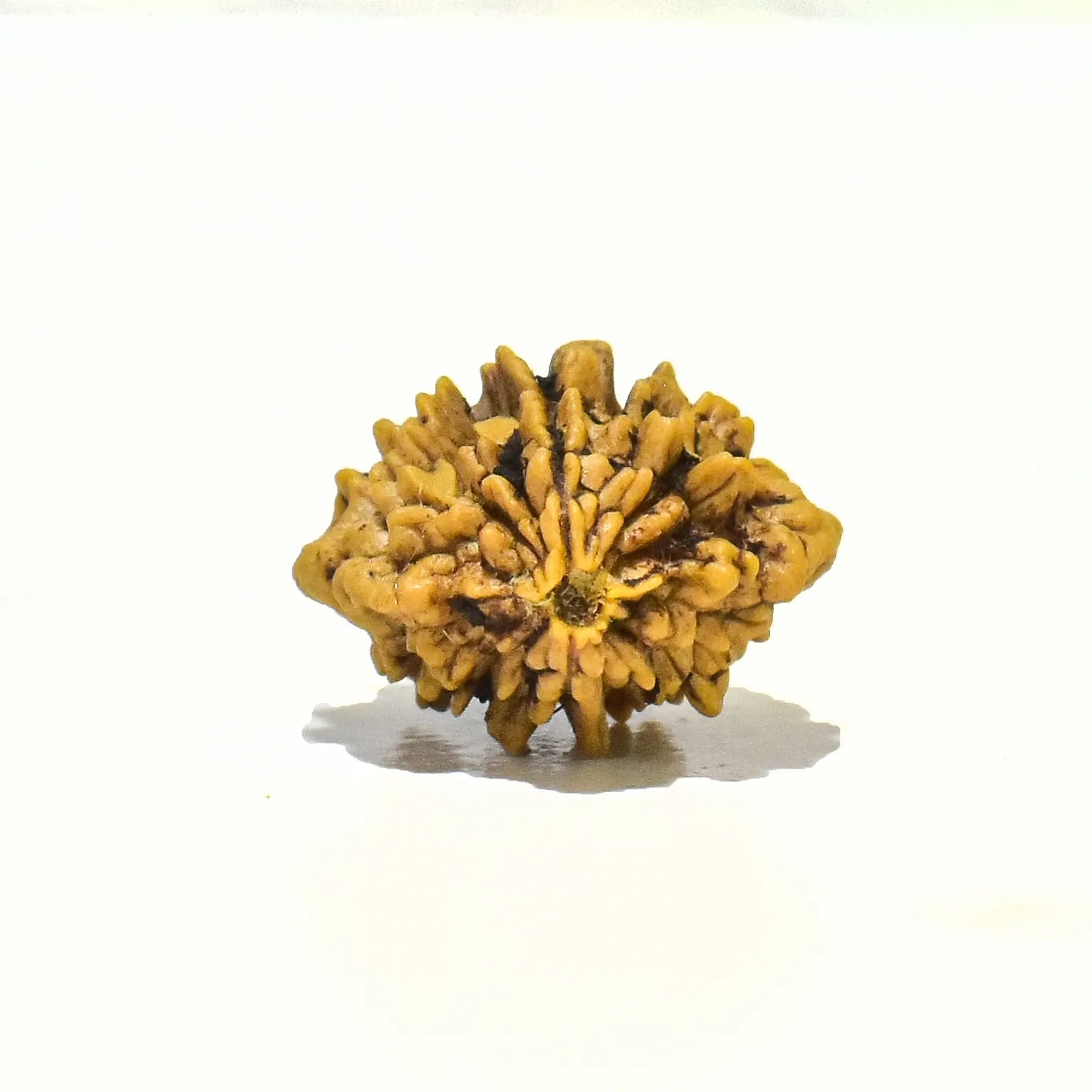 2 MUKHI RUDRAKSHA