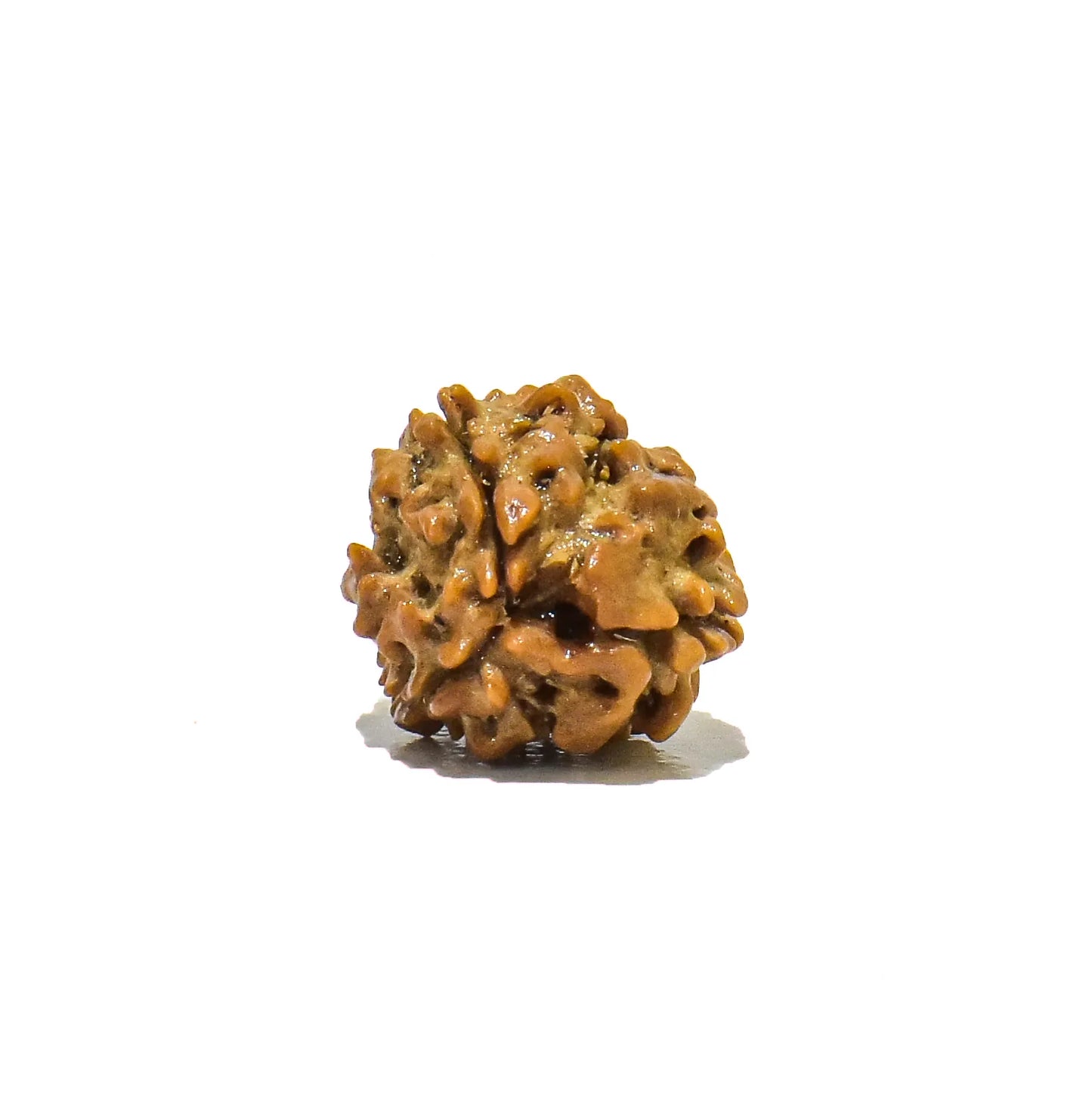 3 MUKHI RUDRAKSHA