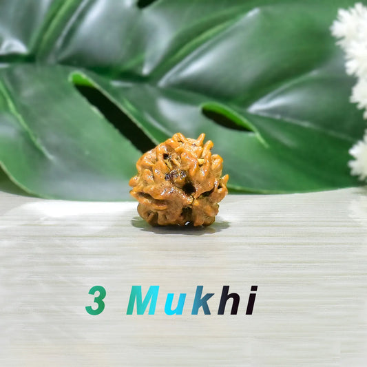 3 MUKHI RUDRAKSHA