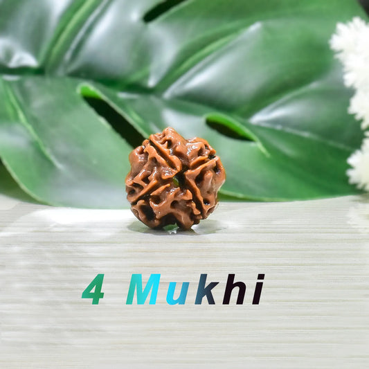 4 mukhi Rudraksha