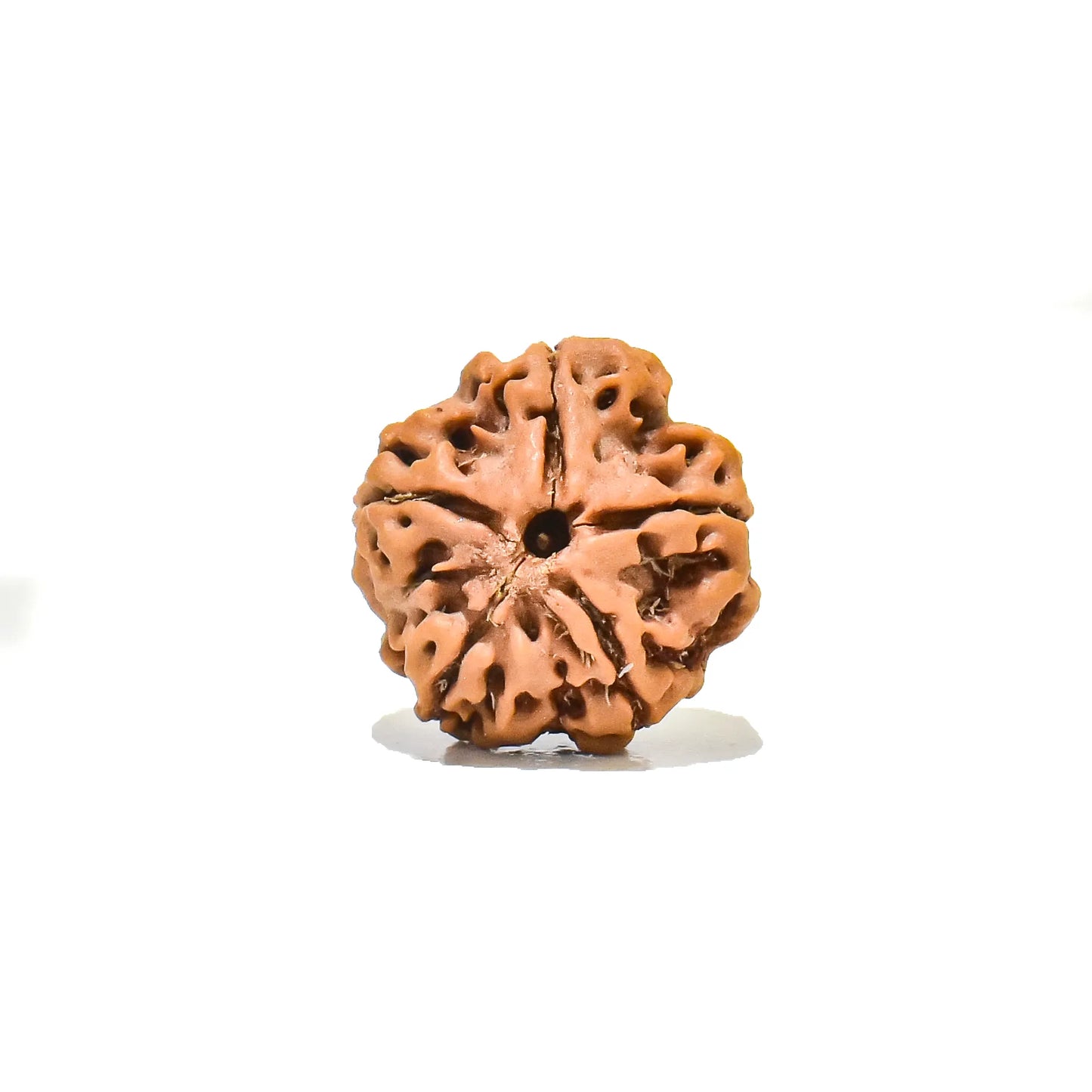 5 Mukhi rudraksha 