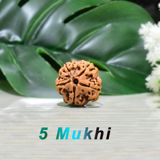 5 Mukhi rudraksha 