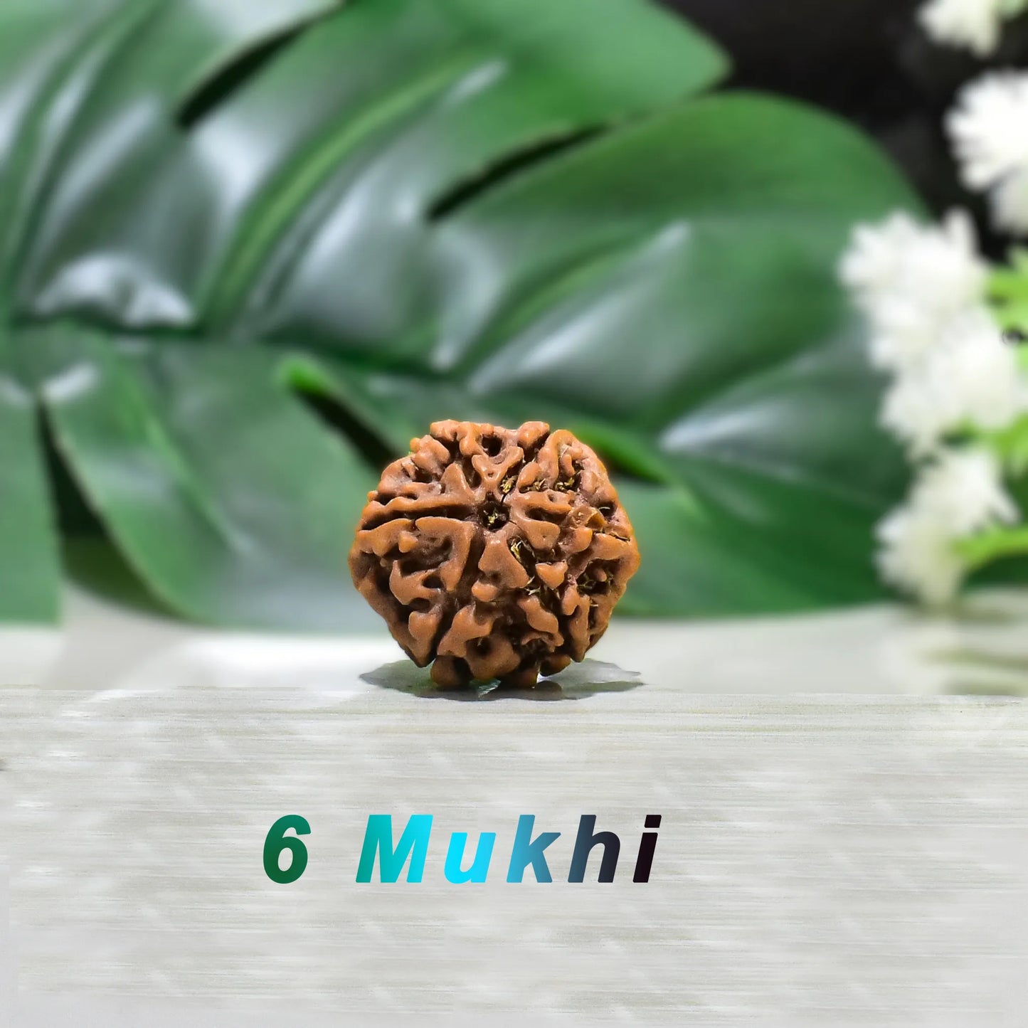 6 Mukhi