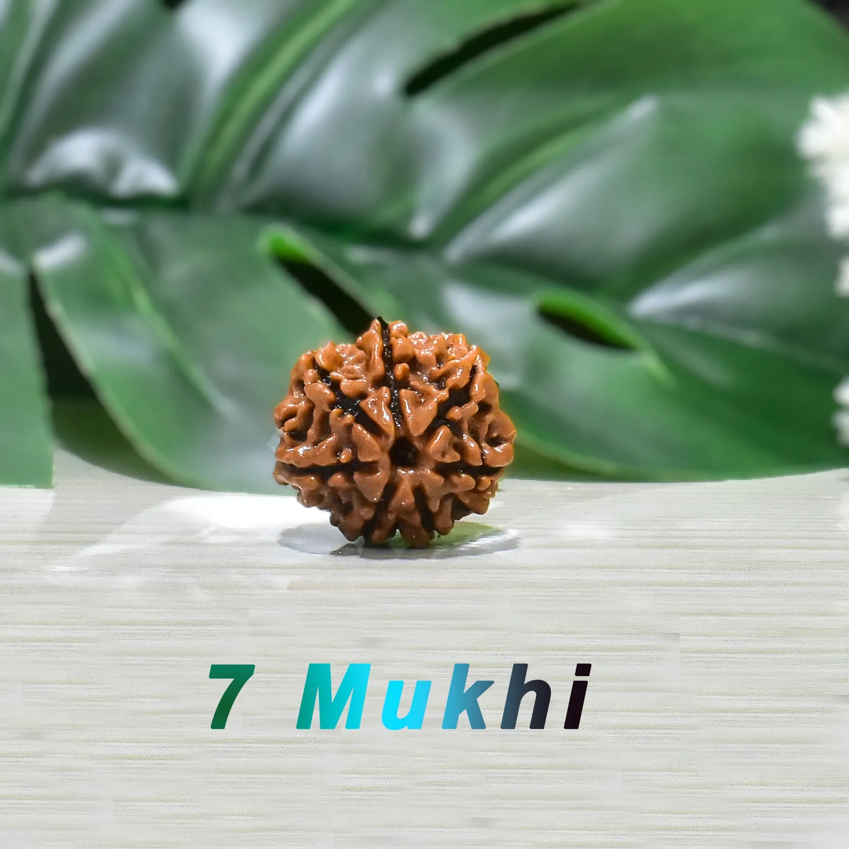 7 Mukhi Rudraksha