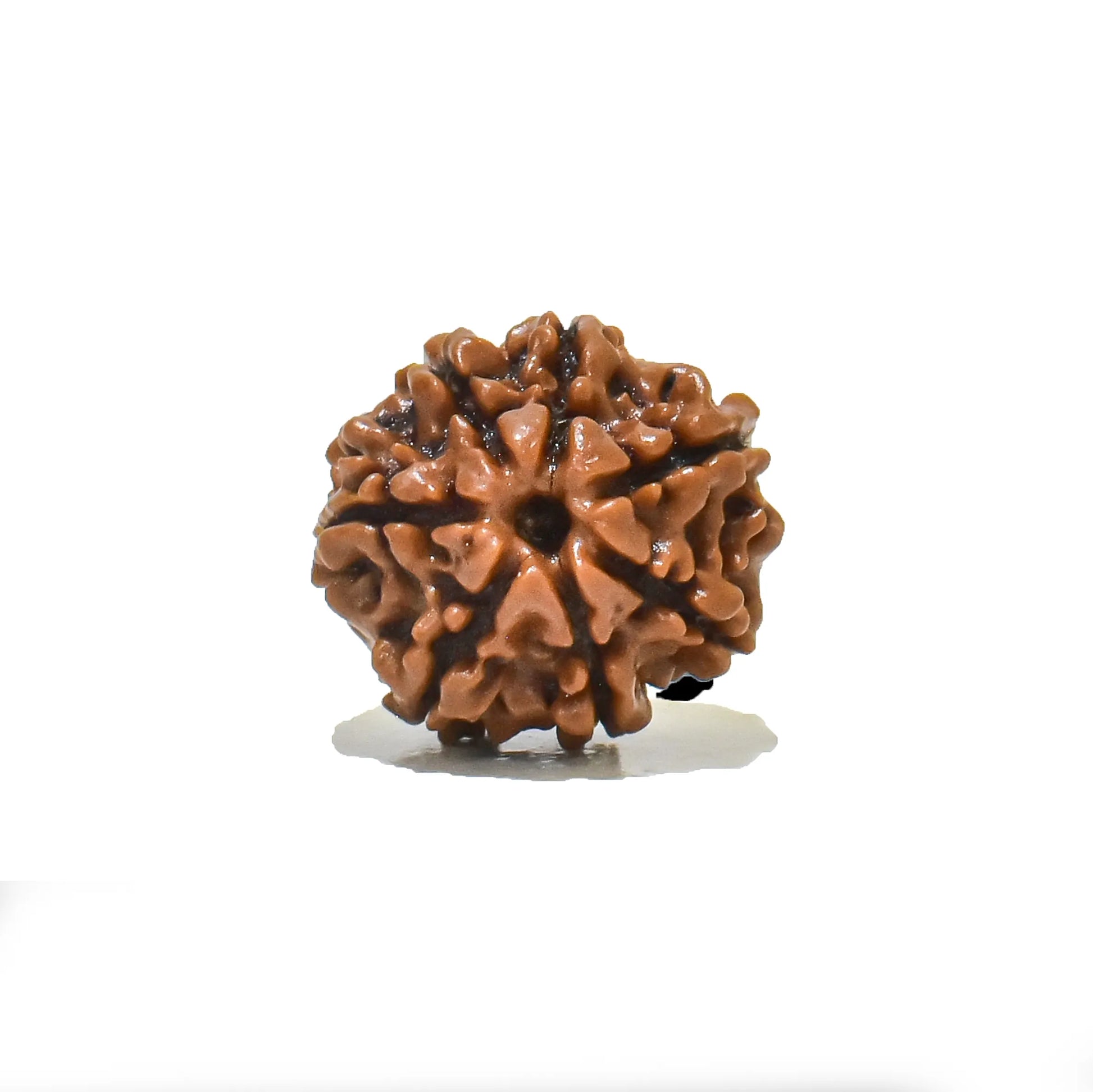 7 Mukhi Rudraksha