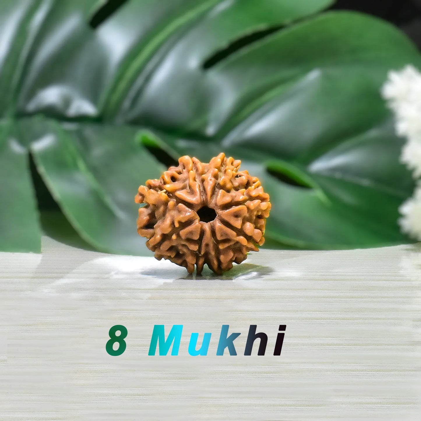 8 Mukhi Rudraksha
