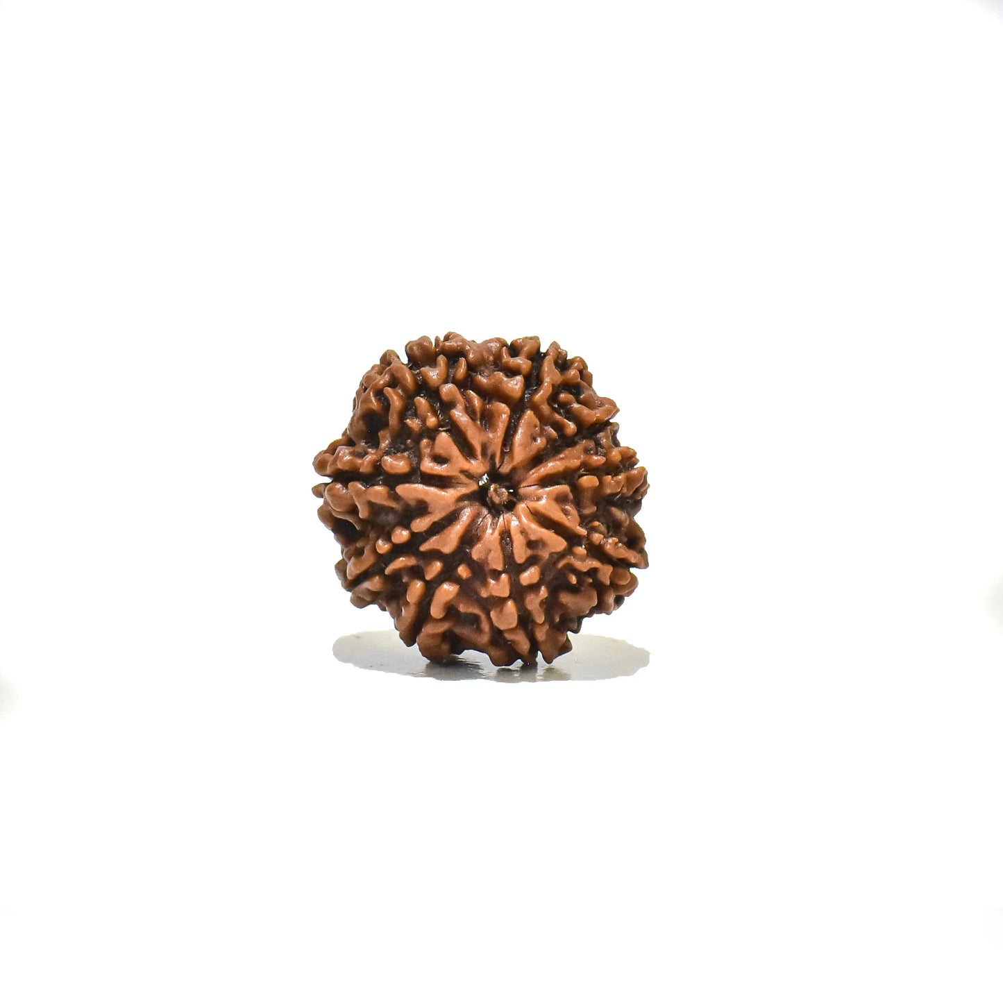 9 mukhi Rudraksha