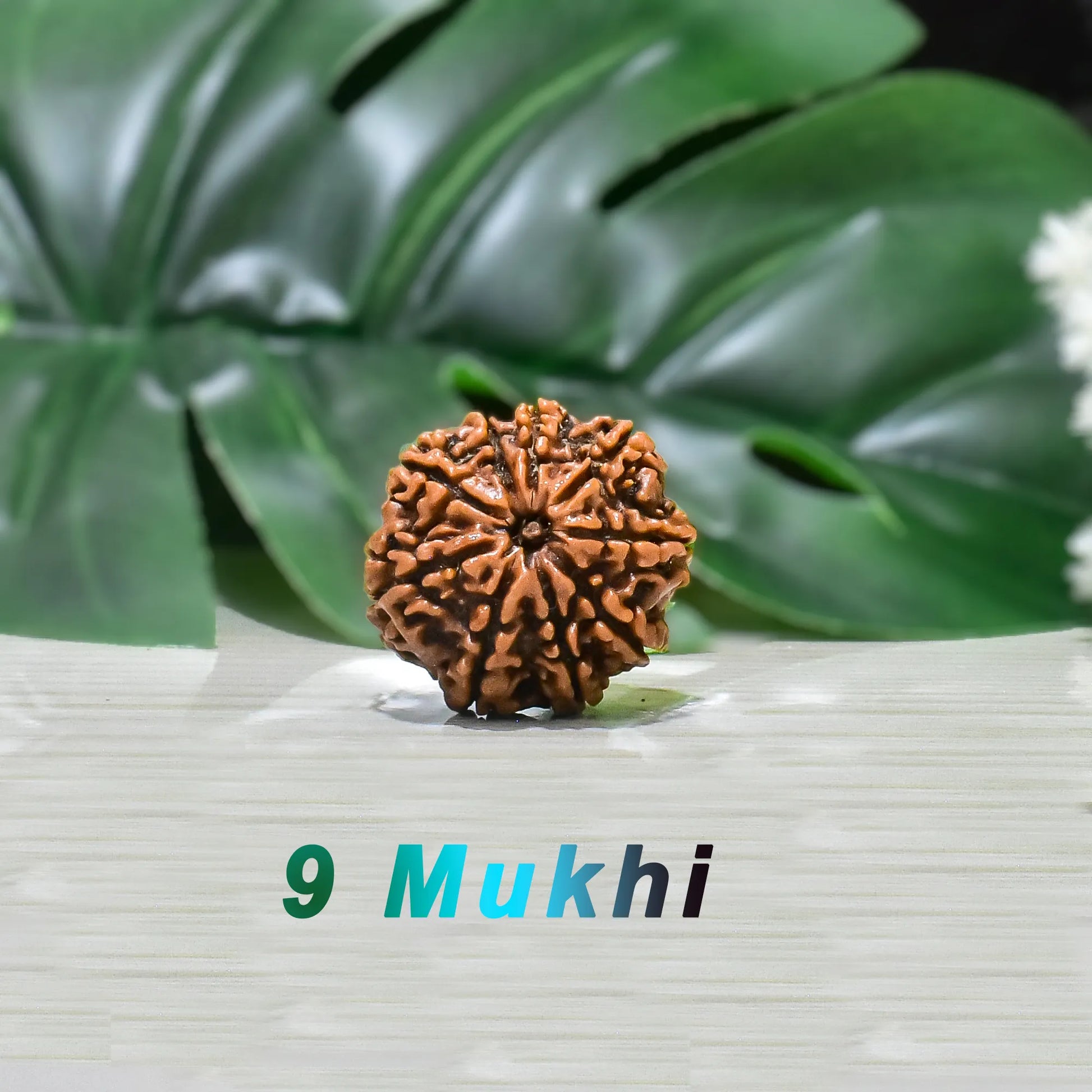 9 mukhi Rudraksha